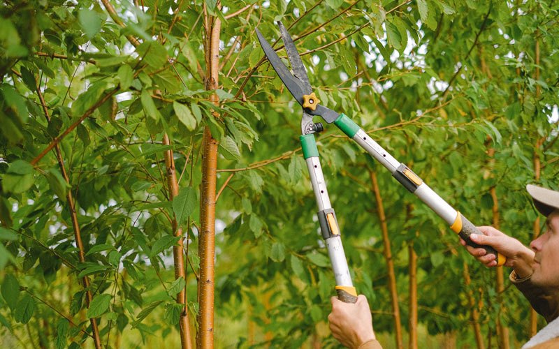 Tree trimming in Garfield, KS